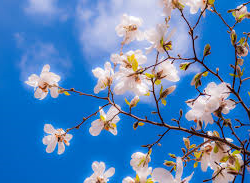 Les offres de remplacements en direct